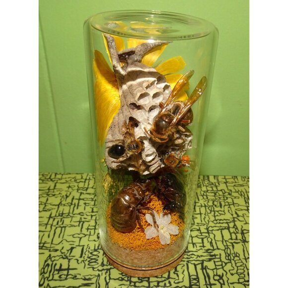 Wasp Nest Hornet Bees Rhinoceros Beetle Cicada Skin Oddity Jar flowers taxidermy - Picture 8 of 13
